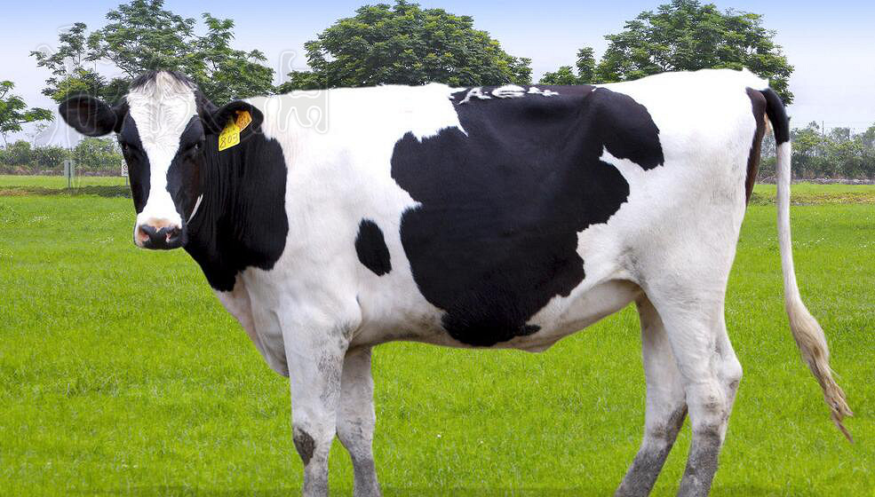 《邊緣世界》全動物資料圖鑒詳解