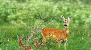 《邊緣世界》全動物資料圖鑒詳解