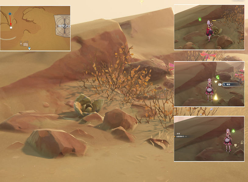 《原神》金薔薇的種子在哪?金薔薇的種子位置介紹 《原神》金薔薇的種子在哪?金薔薇的種子位置介紹