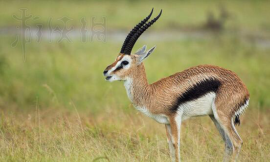 《邊緣世界》全動物資料圖鑒詳解 《邊緣世界》全動物資料圖鑒詳解
