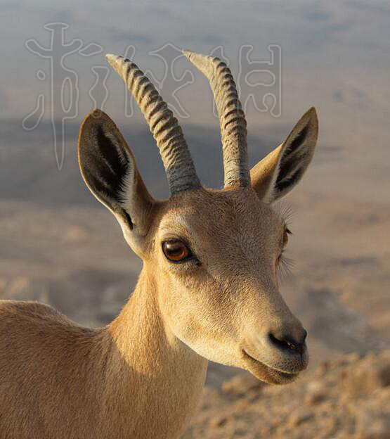 《邊緣世界》全動物資料圖鑒詳解