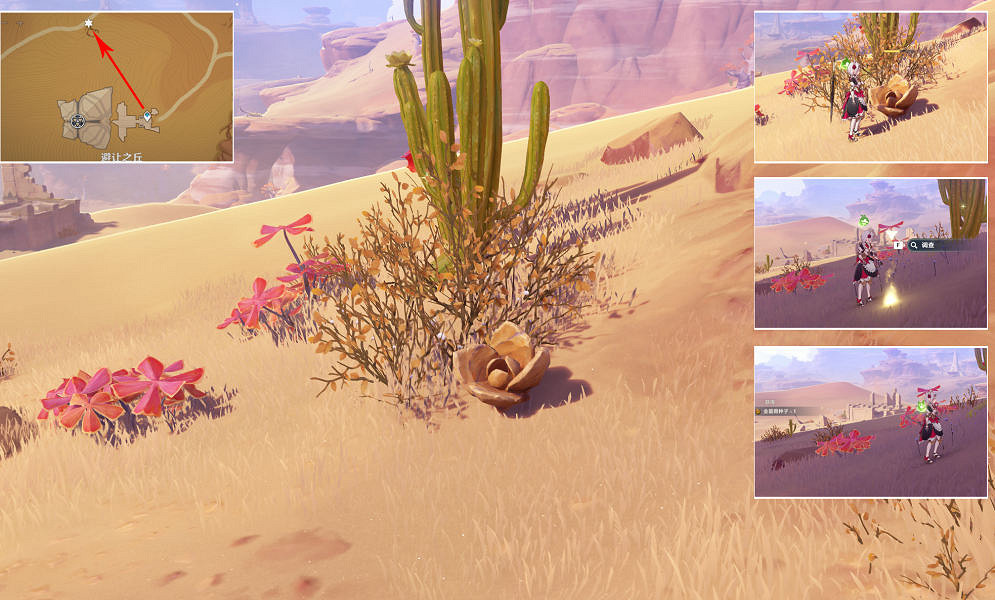 《原神》金薔薇的種子在哪?金薔薇的種子位置介紹 《原神》金薔薇的種子在哪?金薔薇的種子位置介紹