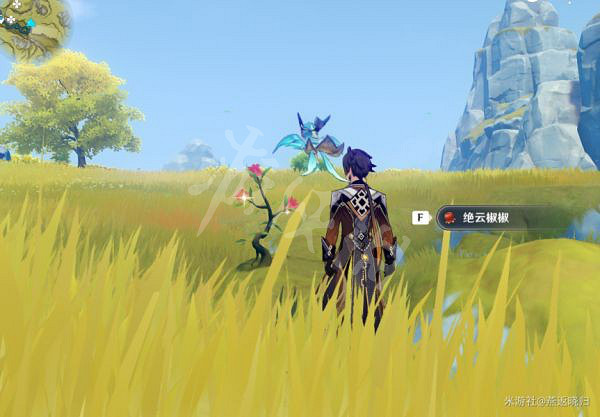 《原神》絕雲椒椒位置大全 絕雲椒椒收集路線2022 《原神》絕雲椒椒位置大全 絕雲椒椒收集路線2022