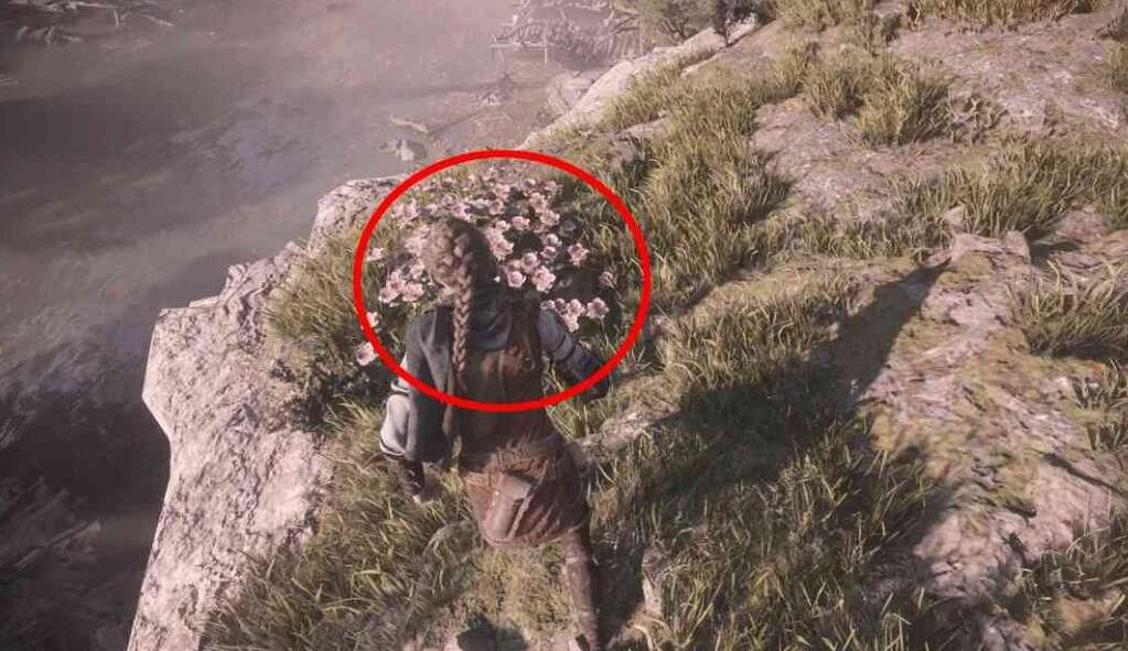 《瘟疫傳說安魂曲》雨果的花在哪?藥師成就收集攻略 《瘟疫傳說安魂曲》雨果的花在哪?藥師成就收集攻略