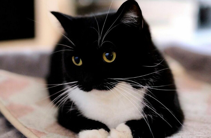 網紅貓可發出寶可夢電子聲 動物專家表示90%成功率可與貓對話 網紅貓可發出寶可夢電子聲 動物專家表示90%成功率可與貓對話