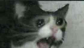 在這款肉鴿版分手廚房裡玩海戰，爽到根本停不下來