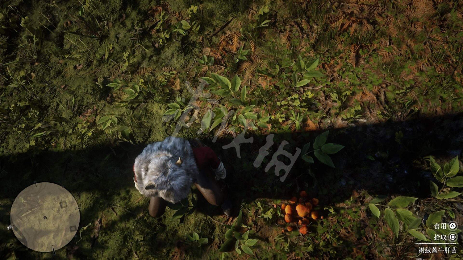 《荒野大鏢客2》全藥草位置圖文分享 藥草在哪裡？