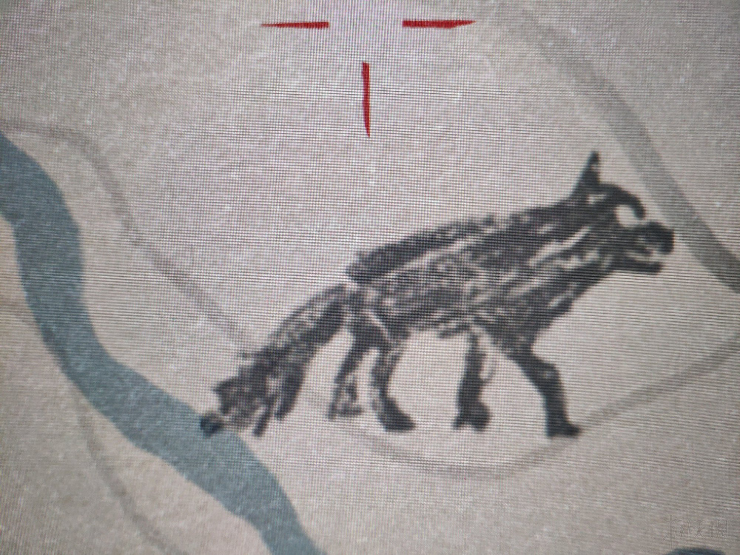 《荒野大鏢客2》全毛皮獲得方法介紹 全傳奇動物位置說明