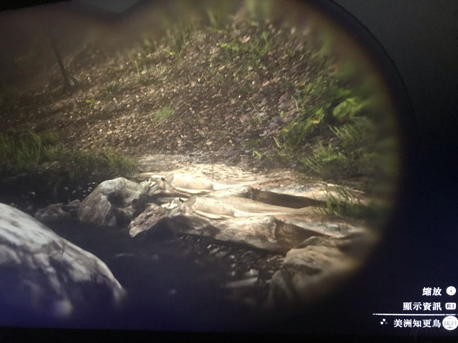 《荒野大鏢客2》鳥類捕獵地點推薦 野生動物藝術展覽任務怎麽做