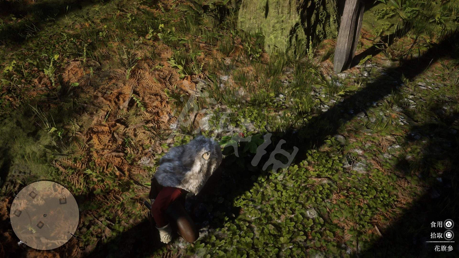 《荒野大鏢客2》全藥草位置圖文分享 藥草在哪裡？