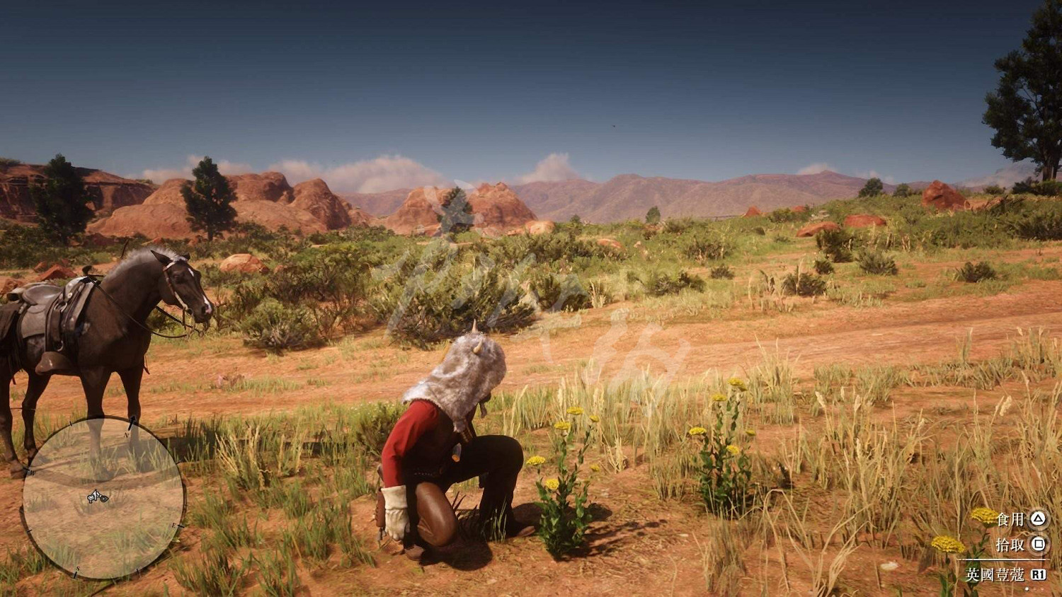 《荒野大鏢客2》全藥草位置圖文分享 藥草在哪裡？