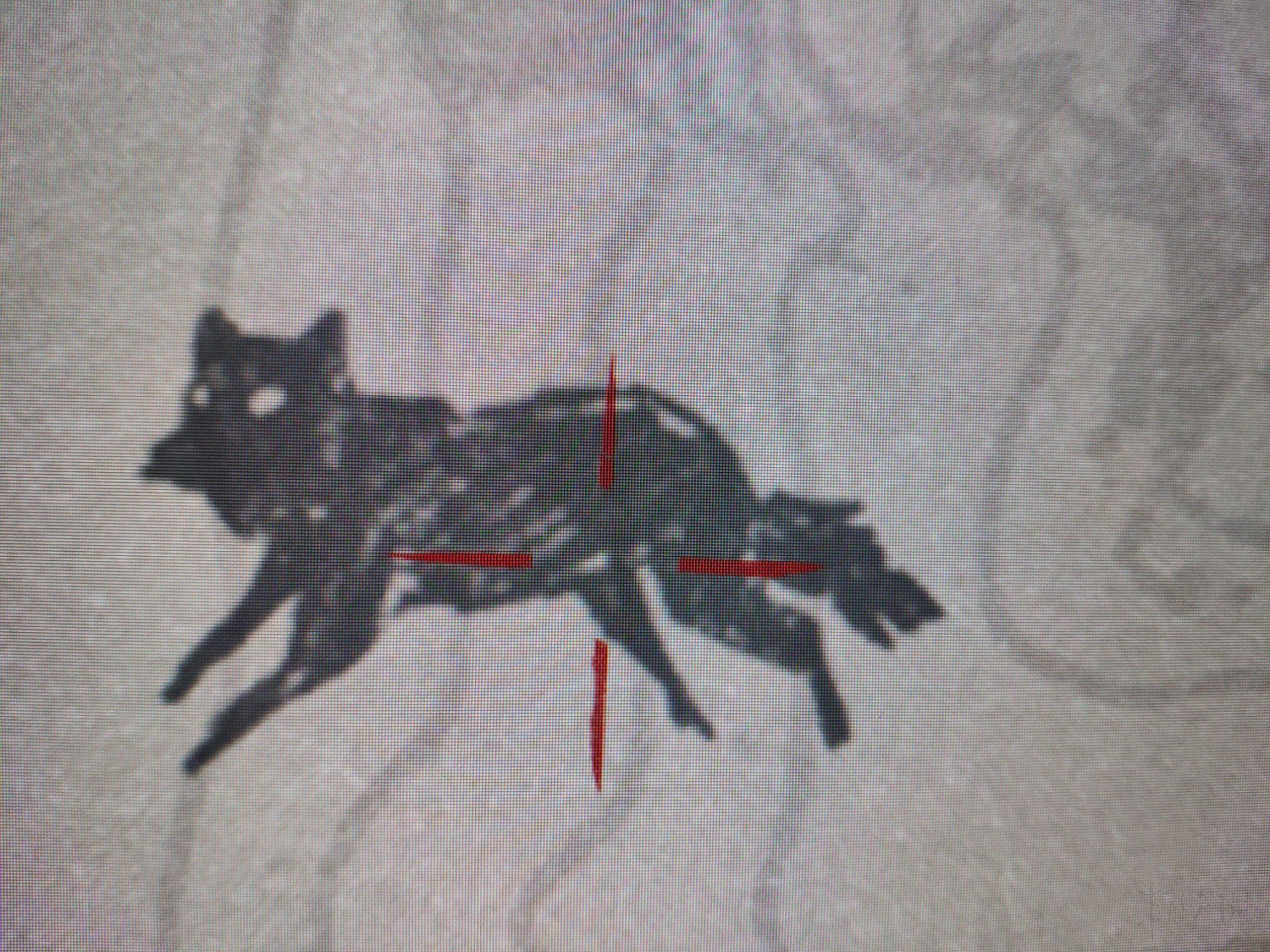 《荒野大鏢客2》全毛皮獲得方法介紹 全傳奇動物位置說明