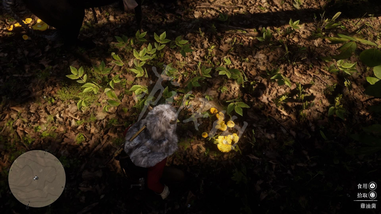 《荒野大鏢客2》全藥草位置圖文分享 藥草在哪裡？