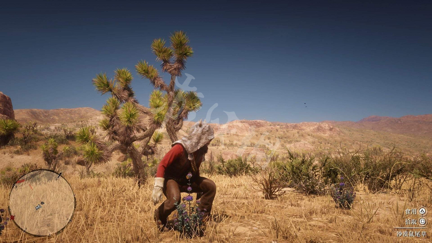 《荒野大鏢客2》全藥草位置圖文分享 藥草在哪裡？