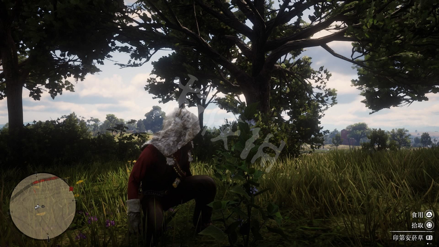 《荒野大鏢客2》全藥草位置圖文分享 藥草在哪裡? 《荒野大鏢客2》全藥草位置圖文分享 藥草在哪裡?