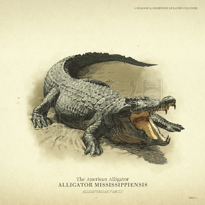 《荒野大鏢客2》野生動物圖鑒 野生動物大全