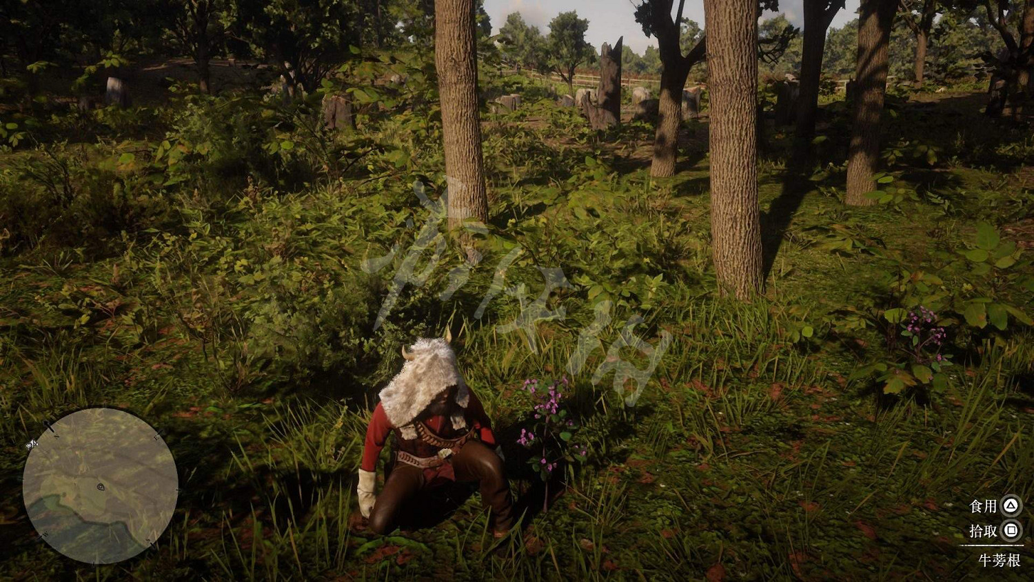 《荒野大鏢客2》全藥草位置圖文分享 藥草在哪裡？