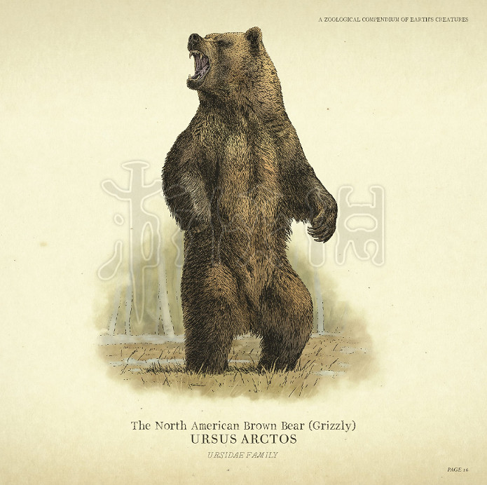 《荒野大鏢客2》野生動物圖鑒 野生動物大全