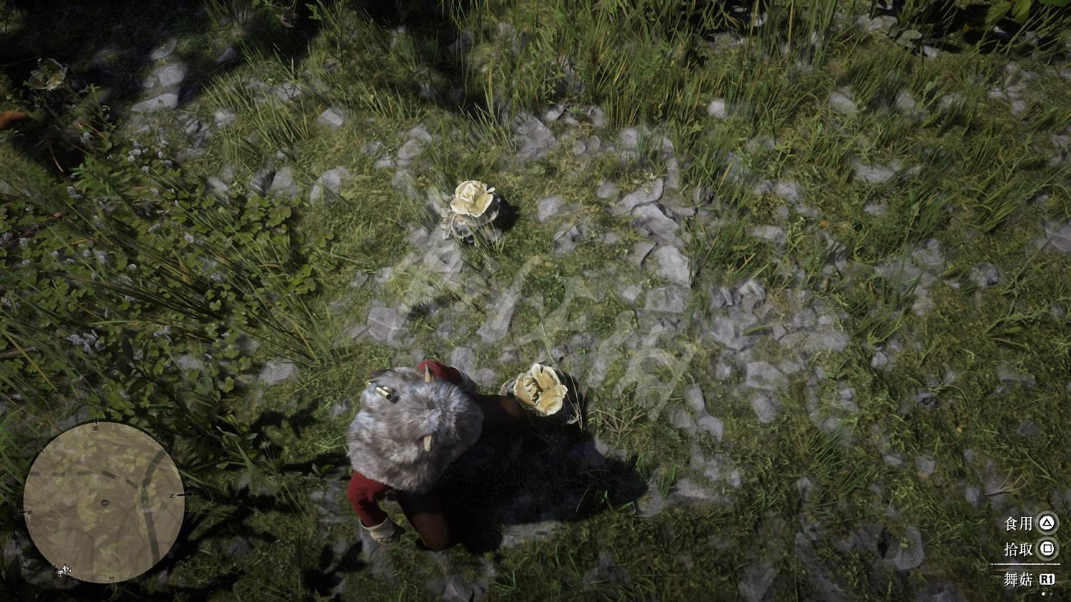 《荒野大鏢客2》全藥草位置圖文分享 藥草在哪裡? 《荒野大鏢客2》全藥草位置圖文分享 藥草在哪裡?