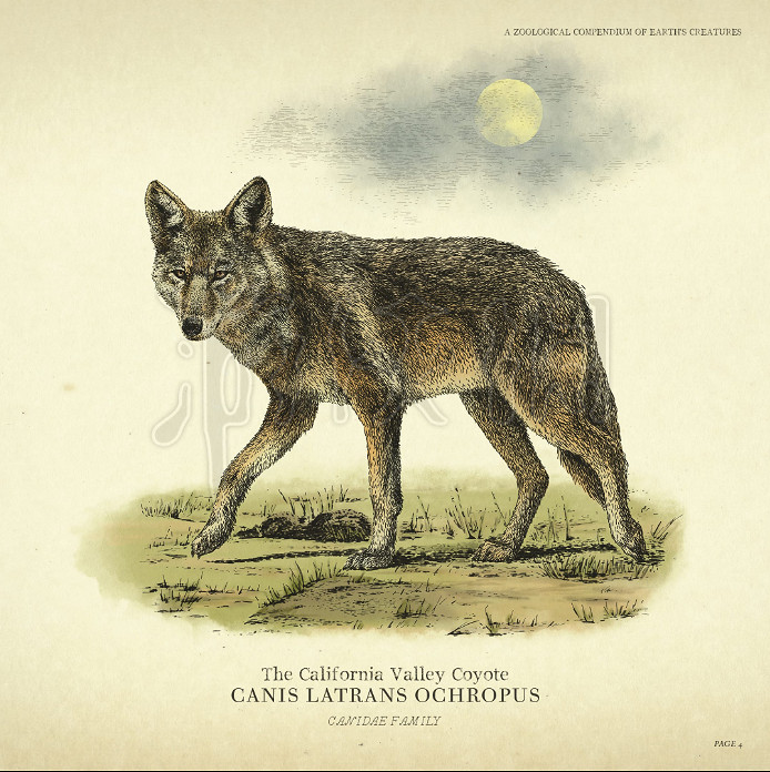 《荒野大鏢客2》野生動物圖鑒 野生動物大全