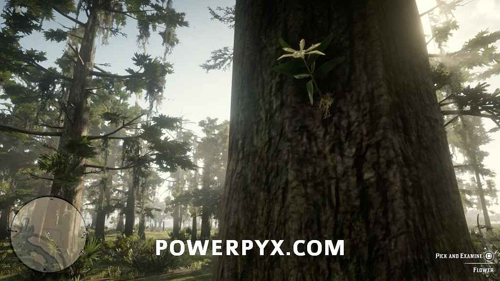 《荒野大鏢客2》異寶植物一覽 異寶植物有哪些？