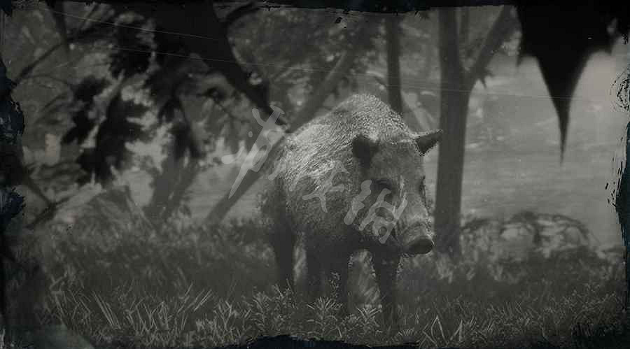 《荒野大鏢客2》傳奇動物圖鑒大全 傳奇動物位置在哪裡？