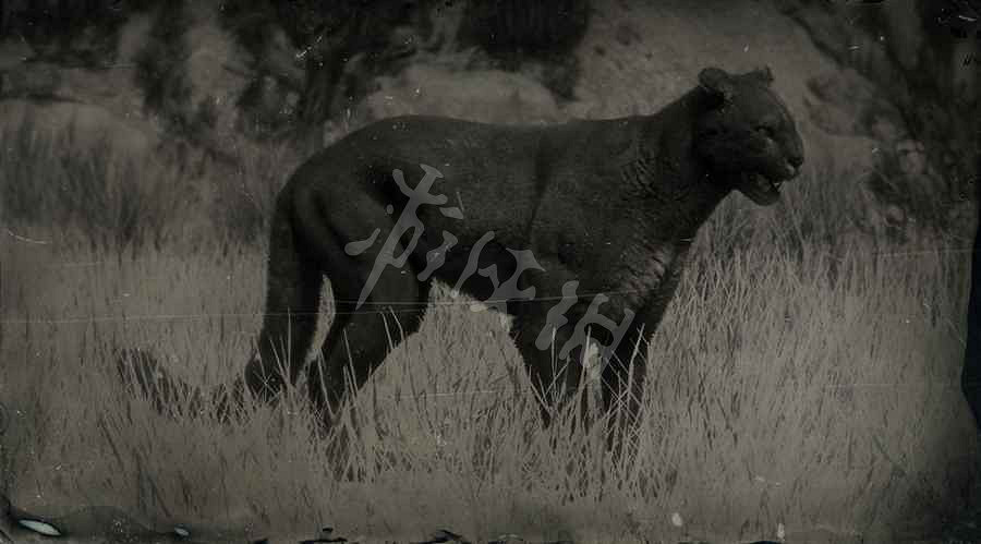 《荒野大鏢客2》傳奇動物圖鑒大全 傳奇動物位置在哪裡? 《荒野大鏢客2》傳奇動物圖鑒大全 傳奇動物位置在哪裡?