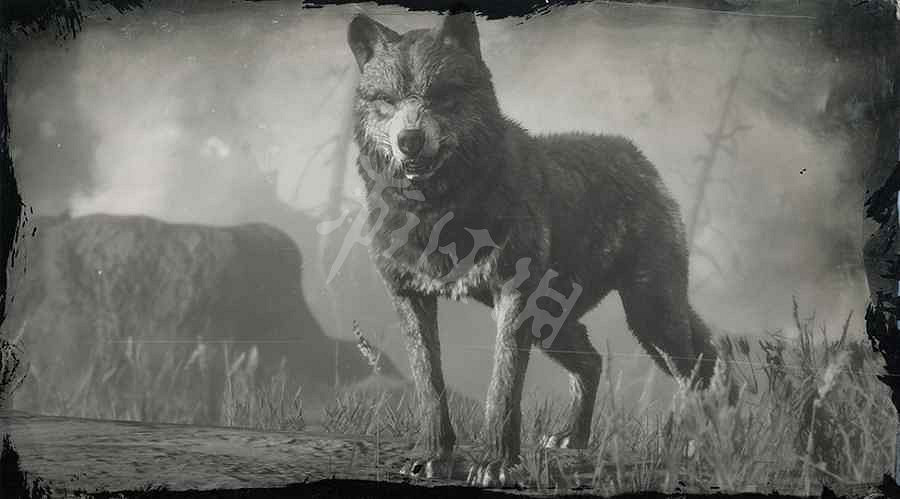 《荒野大鏢客2》傳奇動物圖鑒大全 傳奇動物位置在哪裡？