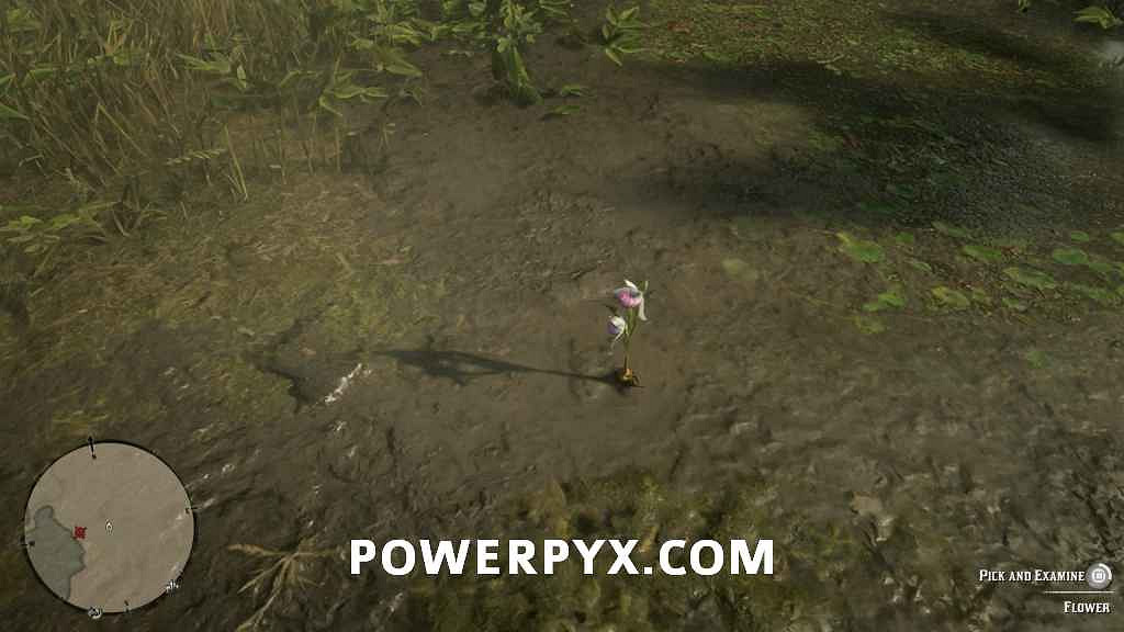 《荒野大鏢客2》異寶植物一覽 異寶植物有哪些？