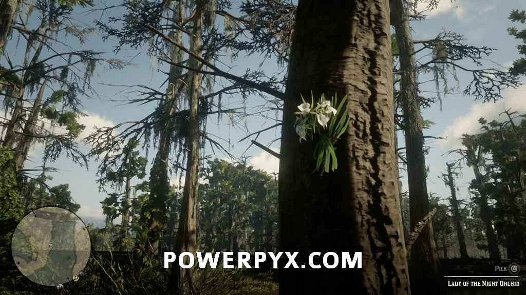 《荒野大鏢客2》異寶植物一覽 異寶植物有哪些？