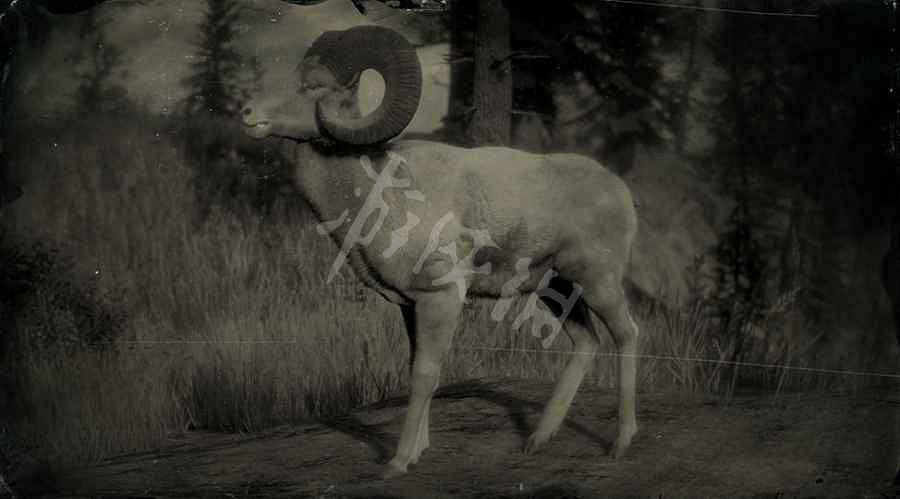 《荒野大鏢客2》傳奇動物圖鑒大全 傳奇動物位置在哪裡？