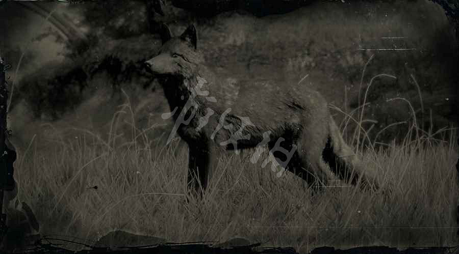 《荒野大鏢客2》傳奇動物圖鑒大全 傳奇動物位置在哪裡? 《荒野大鏢客2》傳奇動物圖鑒大全 傳奇動物位置在哪裡?