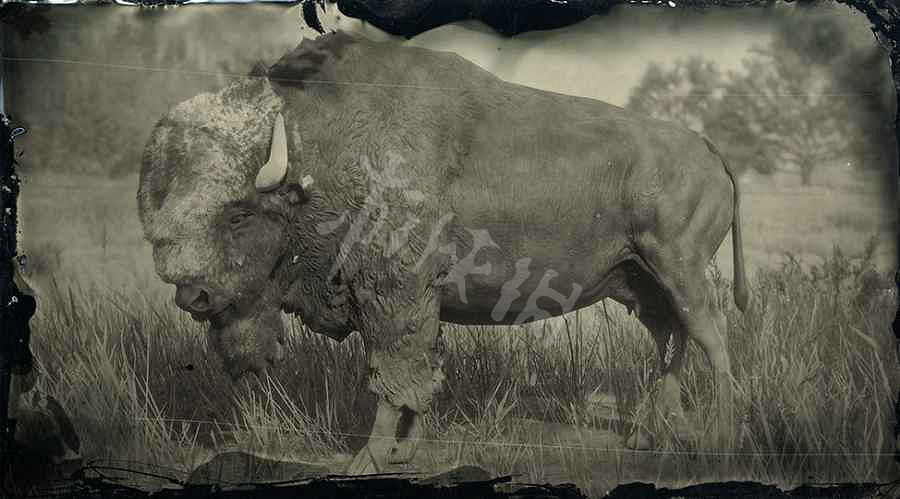 《荒野大鏢客2》傳奇動物圖鑒大全 傳奇動物位置在哪裡？