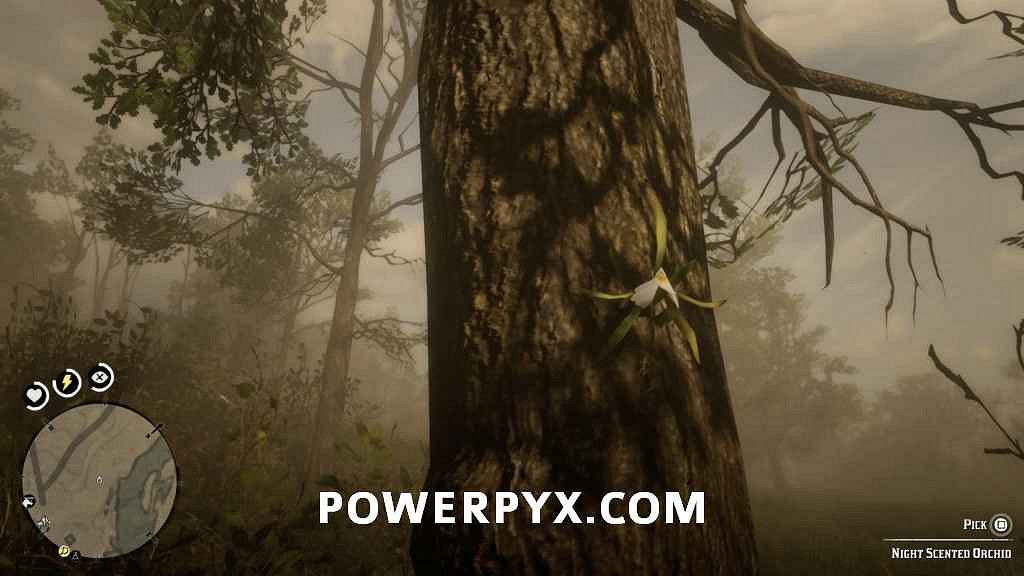 《荒野大鏢客2》異寶植物一覽 異寶植物有哪些？