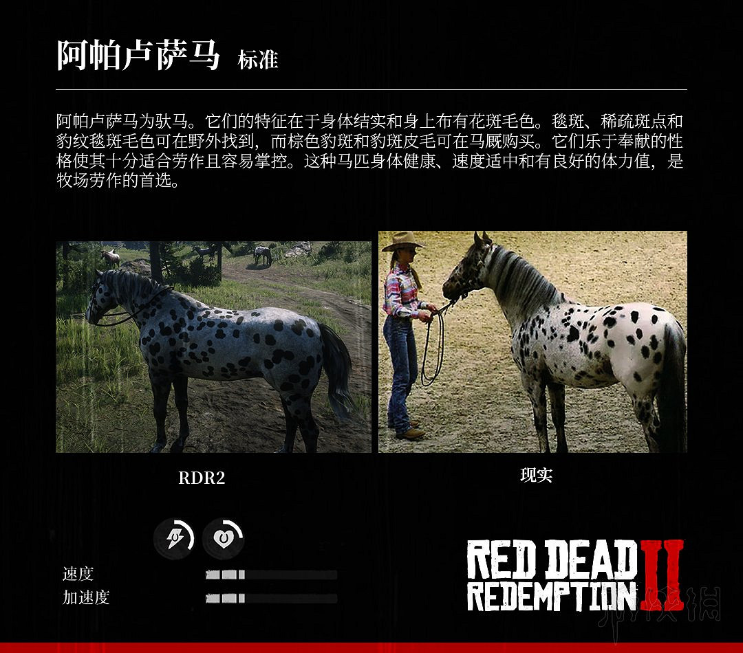 《荒野大鏢客2》全馬匹特性與原型對比分享 馬匹種類介紹 《荒野大鏢客2》全馬匹特性與原型對比分享 馬匹種類介紹