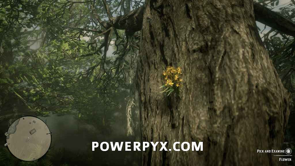 《荒野大鏢客2》異寶植物一覽 異寶植物有哪些？