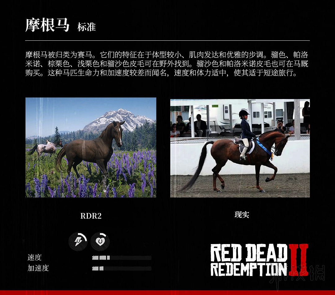 《荒野大鏢客2》全馬匹特性與原型對比分享 馬匹種類介紹 《荒野大鏢客2》全馬匹特性與原型對比分享 馬匹種類介紹
