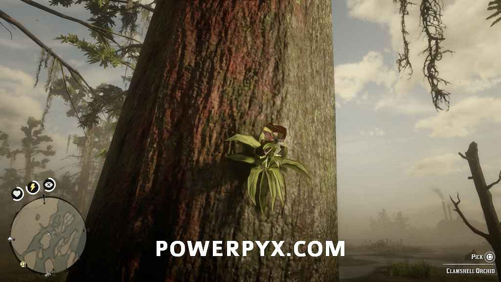 《荒野大鏢客2》異寶植物一覽 異寶植物有哪些？