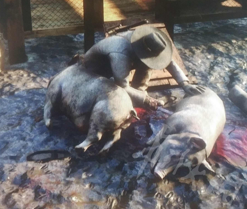 《荒野大鏢客2》怎麽刷動物油脂?無限刷動物油脂攻略介紹 《荒野大鏢客2》怎麽刷動物油脂?無限刷動物油脂攻略介紹