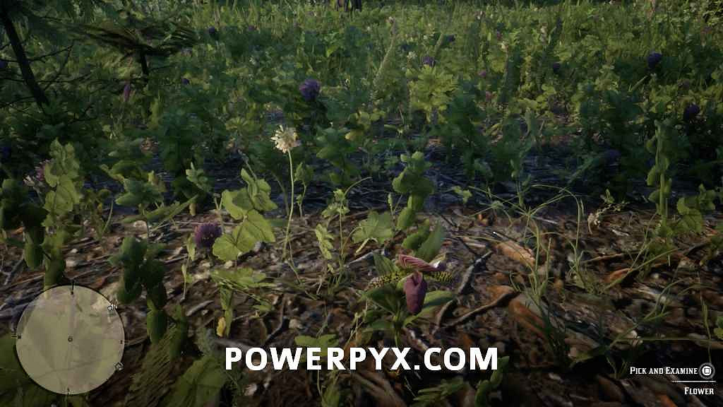 《荒野大鏢客2》異寶植物一覽 異寶植物有哪些？