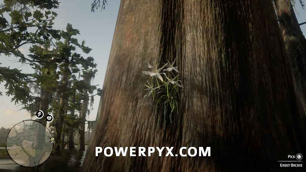 《荒野大鏢客2》異寶植物一覽 異寶植物有哪些？