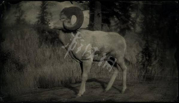 《荒野大鏢客2》傳說動物有幾只?傳說動物圖鑒一覽 《荒野大鏢客2》傳說動物有幾只?傳說動物圖鑒一覽