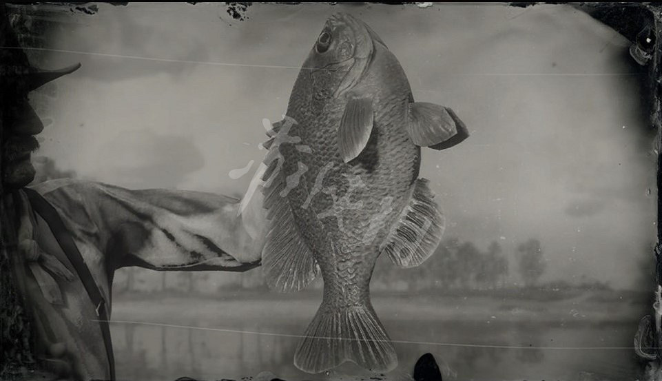 《荒野大鏢客2》傳說藍鰓太陽魚在哪找 傳說藍鰓太陽魚地點詳解 《荒野大鏢客2》傳說藍鰓太陽魚在哪找 傳說藍鰓太陽魚地點詳解