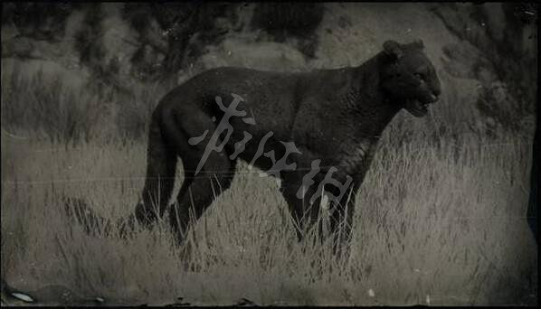 《荒野大鏢客2》傳說動物有幾只?傳說動物圖鑒一覽 《荒野大鏢客2》傳說動物有幾只?傳說動物圖鑒一覽