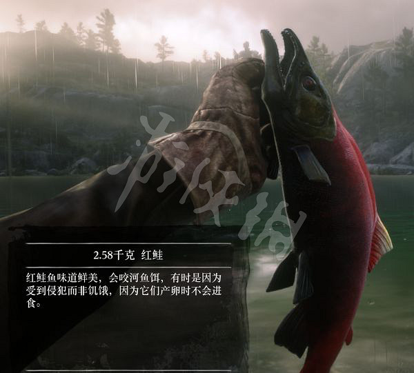 《荒野大鏢客2》有多少種普通魚？大鏢客2魚類介紹及誘餌推薦