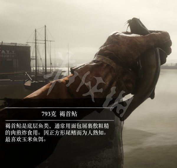 《荒野大鏢客2》有多少種普通魚？大鏢客2魚類介紹及誘餌推薦