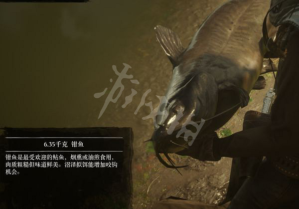 《荒野大鏢客2》有多少種普通魚？大鏢客2魚類介紹及誘餌推薦