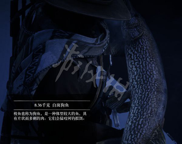 《荒野大鏢客2》有多少種普通魚？大鏢客2魚類介紹及誘餌推薦