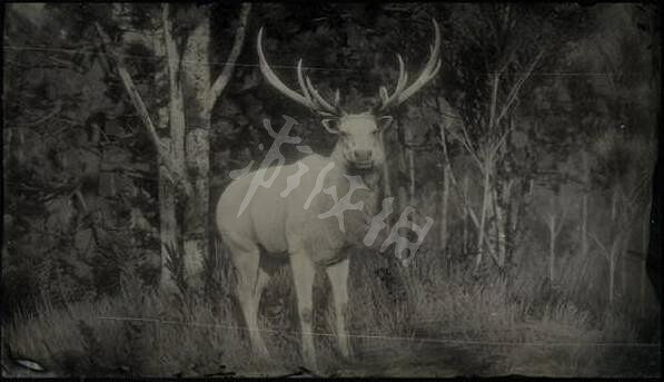 《荒野大鏢客2》傳說動物有幾只?傳說動物圖鑒一覽 《荒野大鏢客2》傳說動物有幾只?傳說動物圖鑒一覽