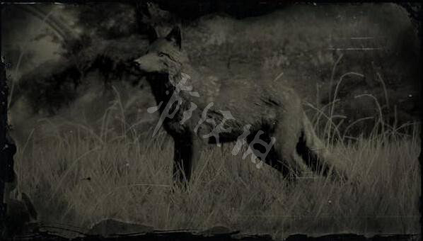 《荒野大鏢客2》傳說動物有幾只?傳說動物圖鑒一覽 《荒野大鏢客2》傳說動物有幾只?傳說動物圖鑒一覽